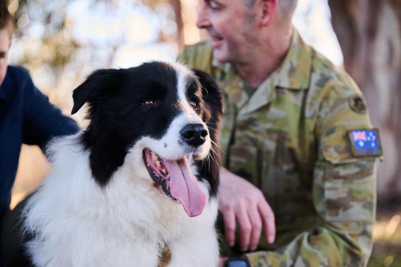 A black and white dog sitting in front of a member of the ADF Army. 